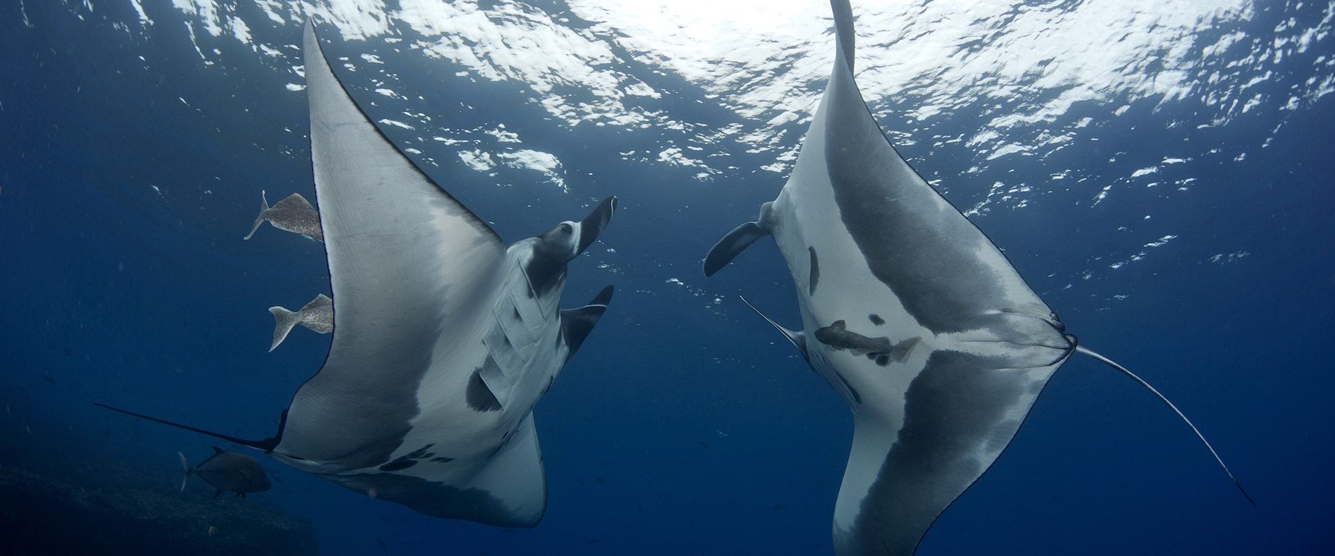 Cruceros Vida a Bordo en Clarion, México