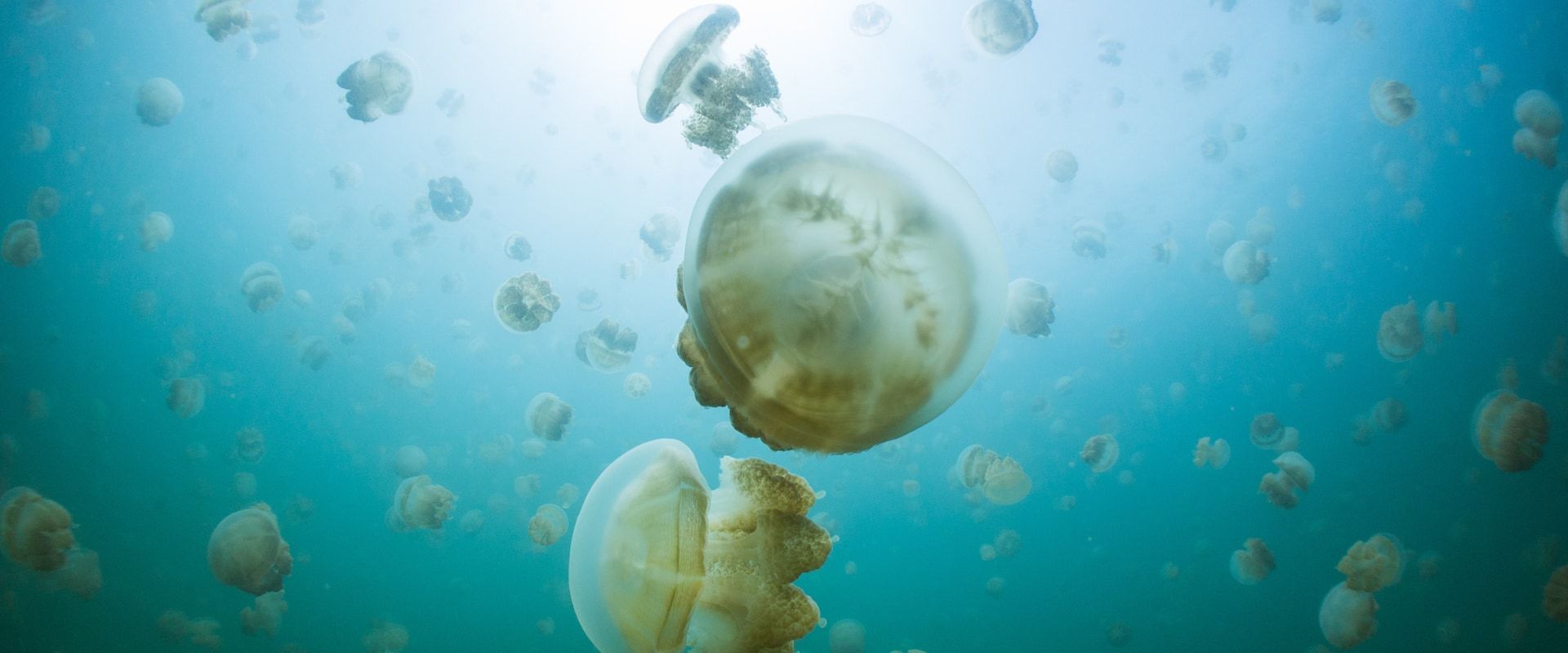 Jellyfish Lake Liveaboard Duiken