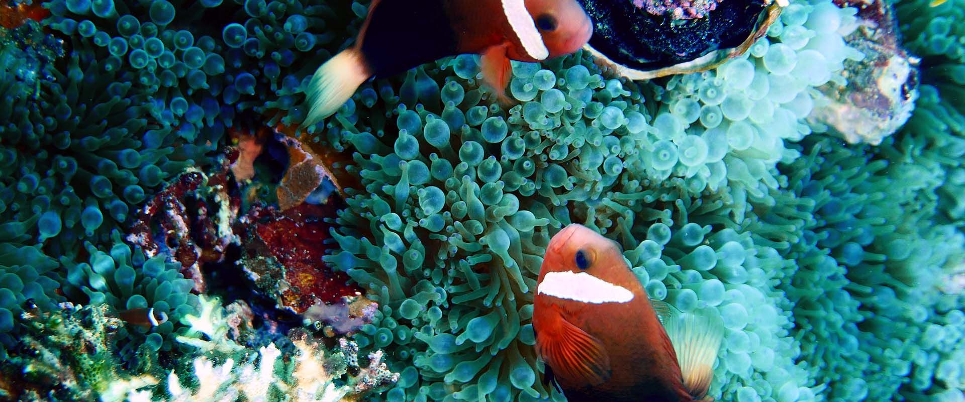 Iro Maru Wreck Crociere subacquee