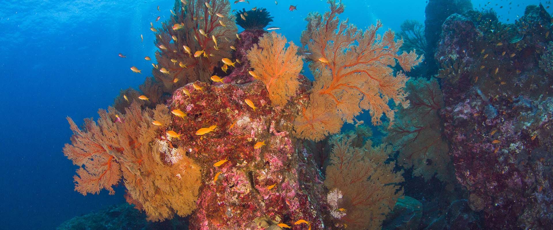 Burma Banks Liveaboard Diving