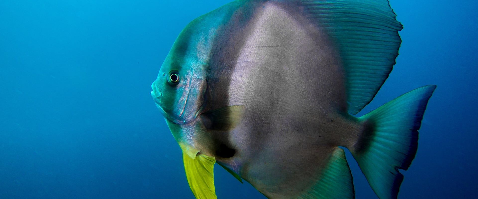 Liveaboards in Oman - LiveAboard.com