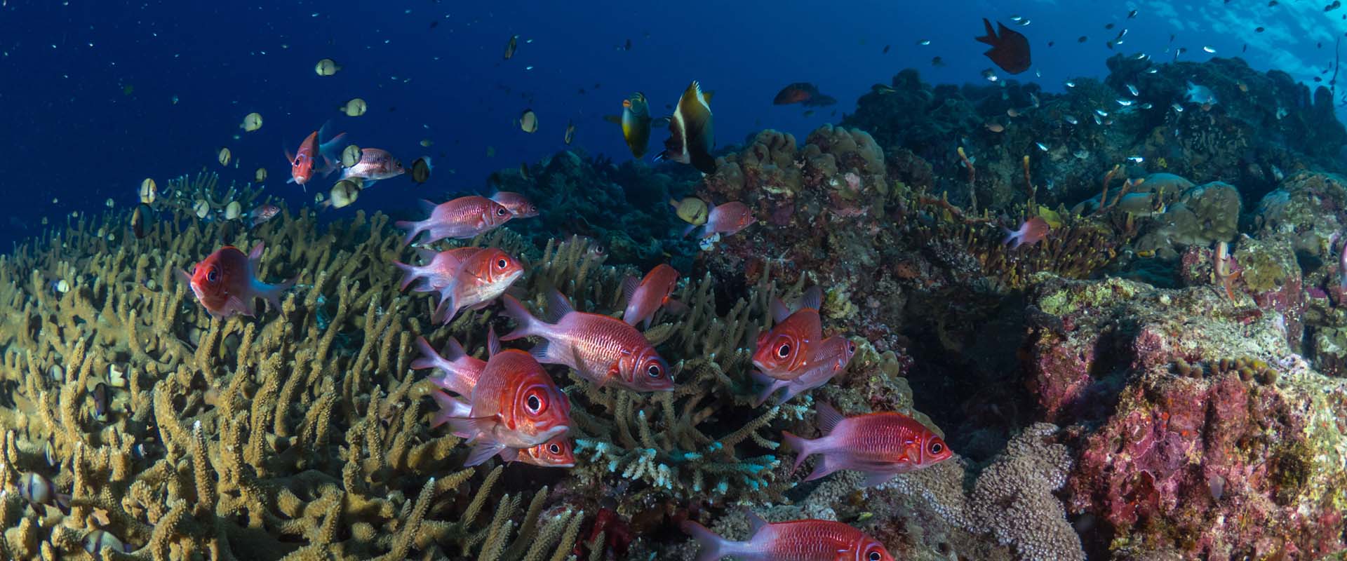 Kimbe Bay Walindi Coral Reef Volcano Papua New Guinea