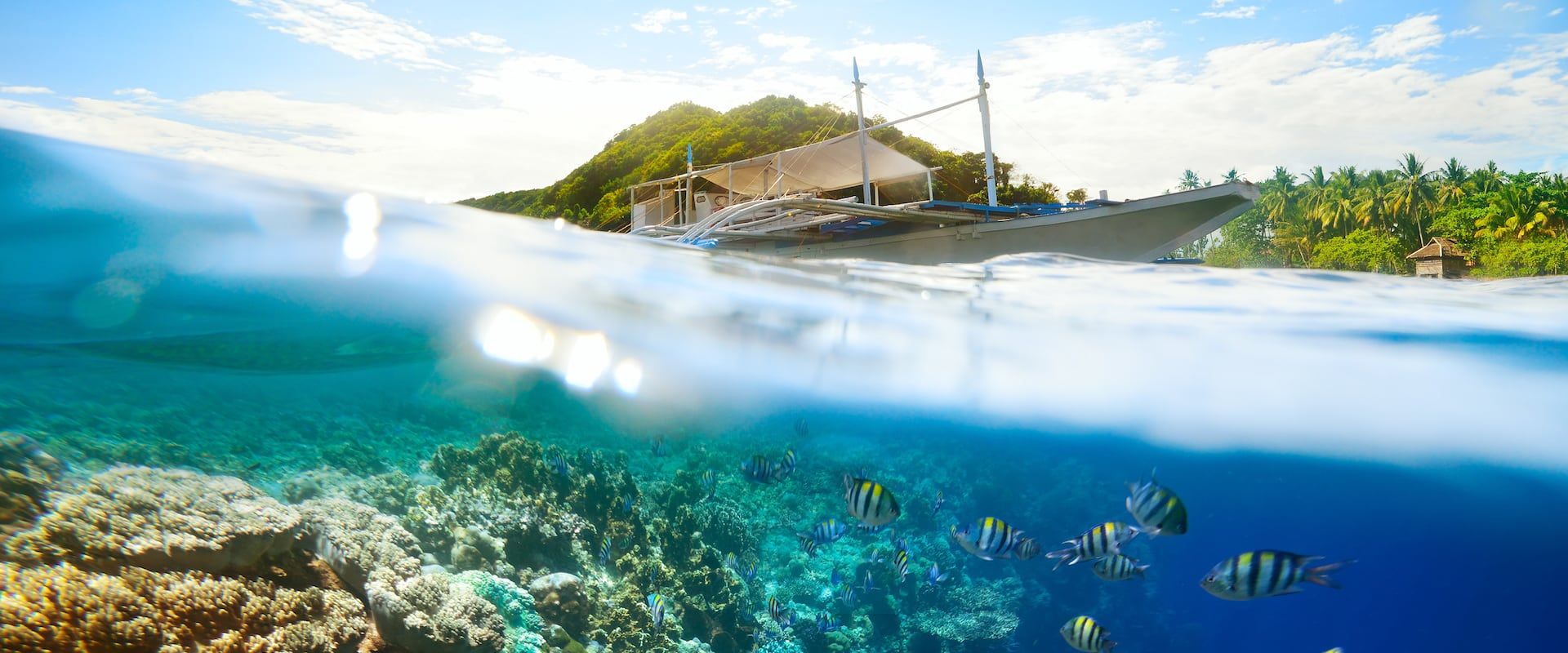 Apo Island Crociere subacquee