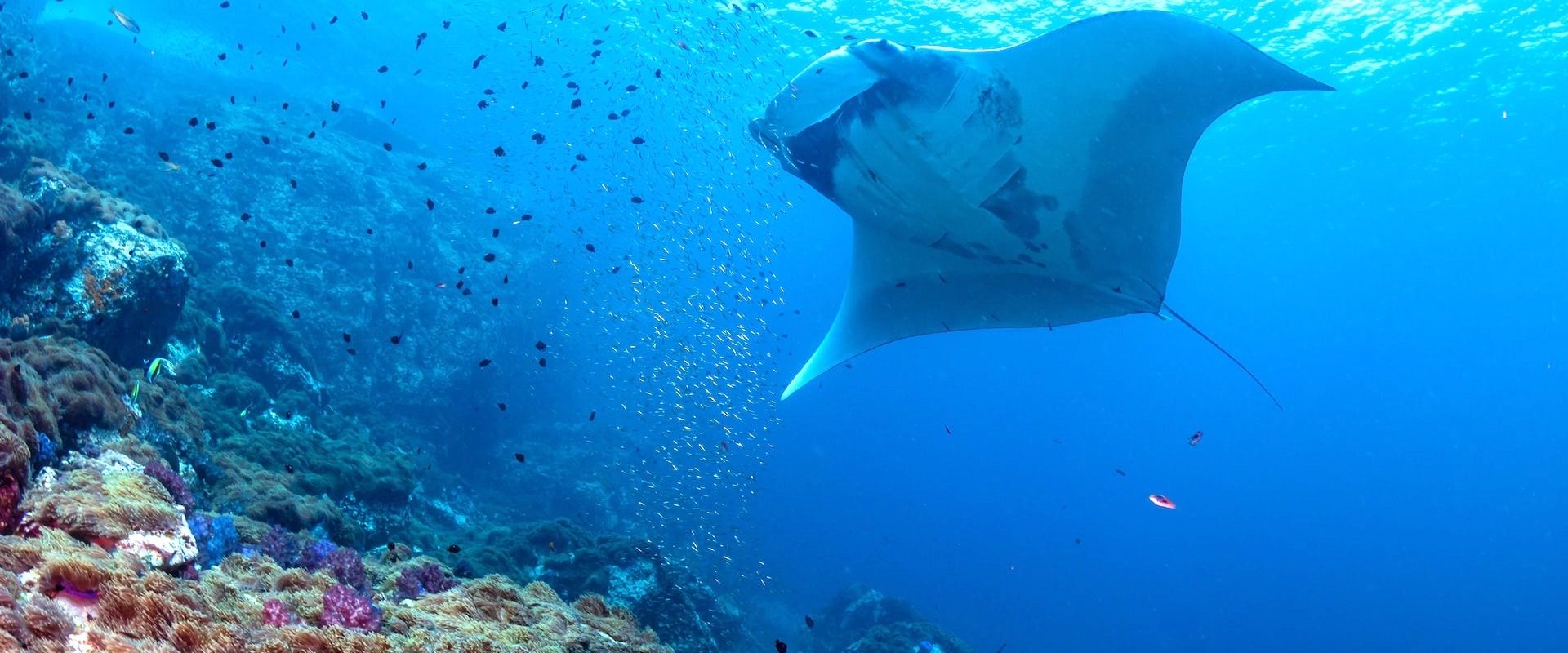 Hin Daeng Mergulho Liveaboard