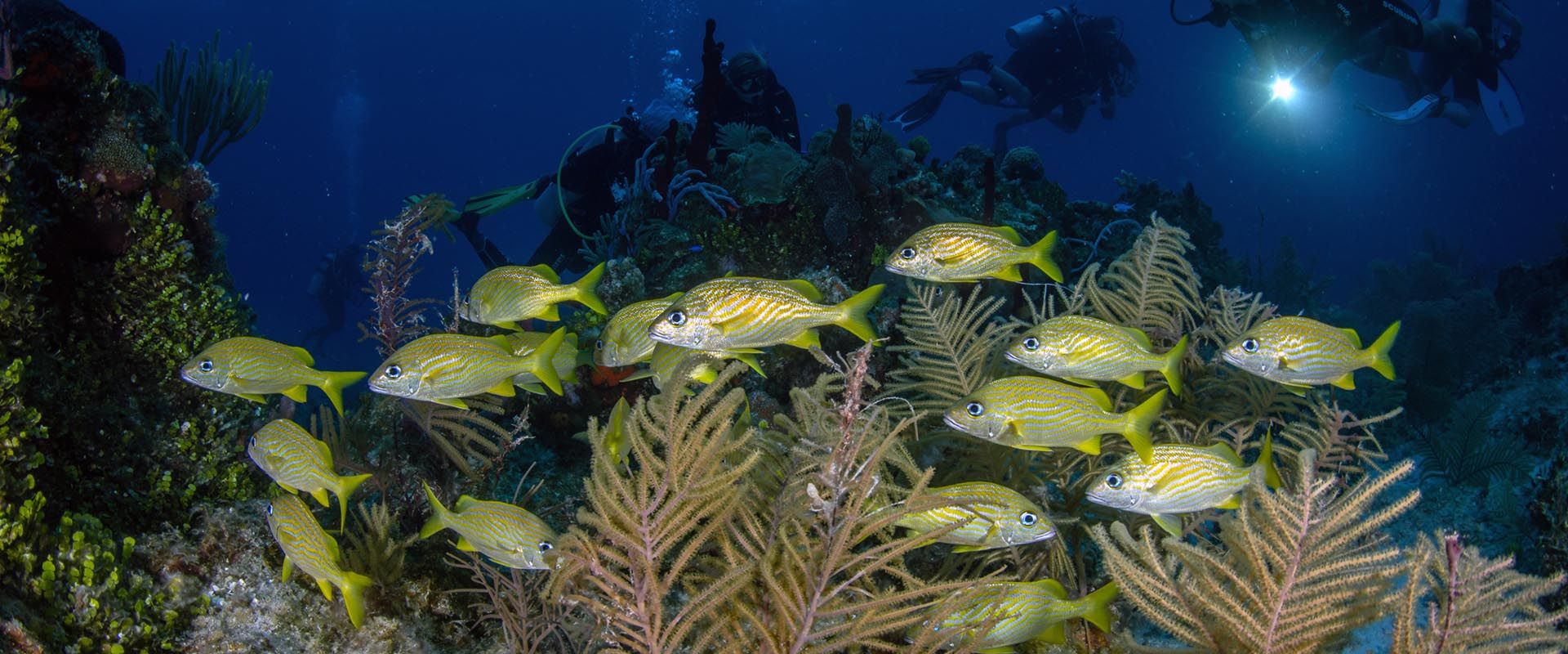 Immersioni subacquee a bordo di French Cay