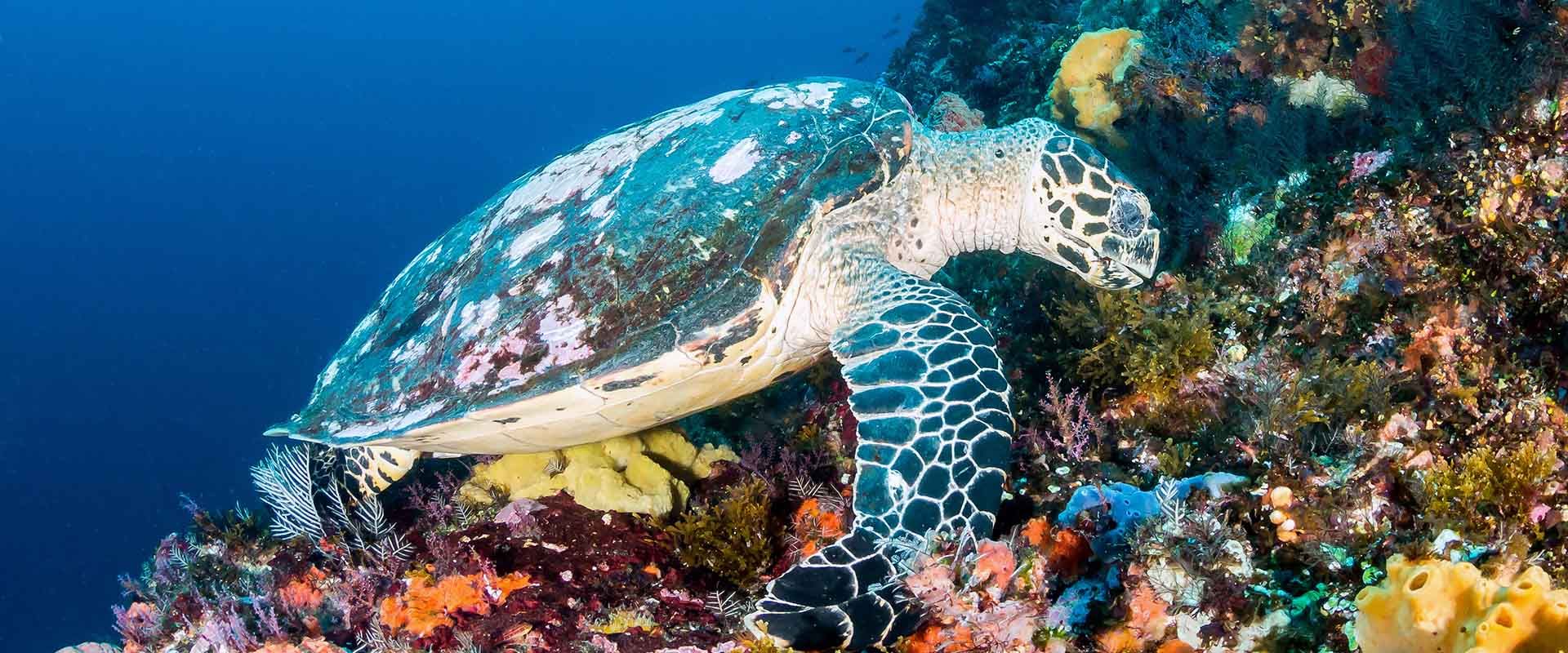 Buceo vida a bordo Batu Balong