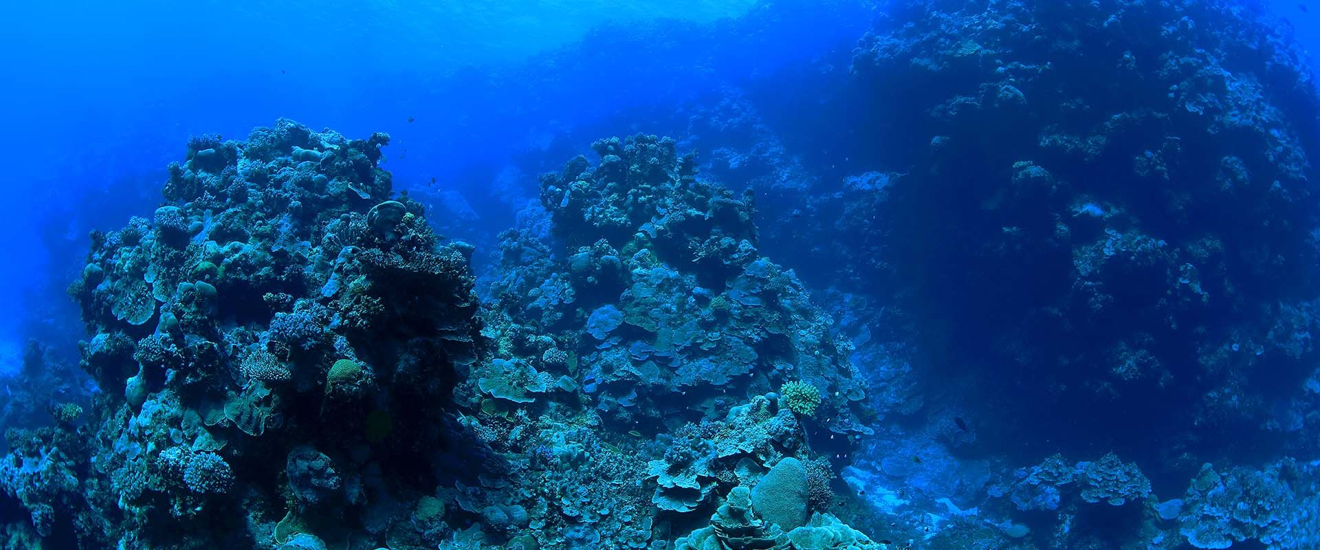 Bougainville Reef Liveaboard Duiken