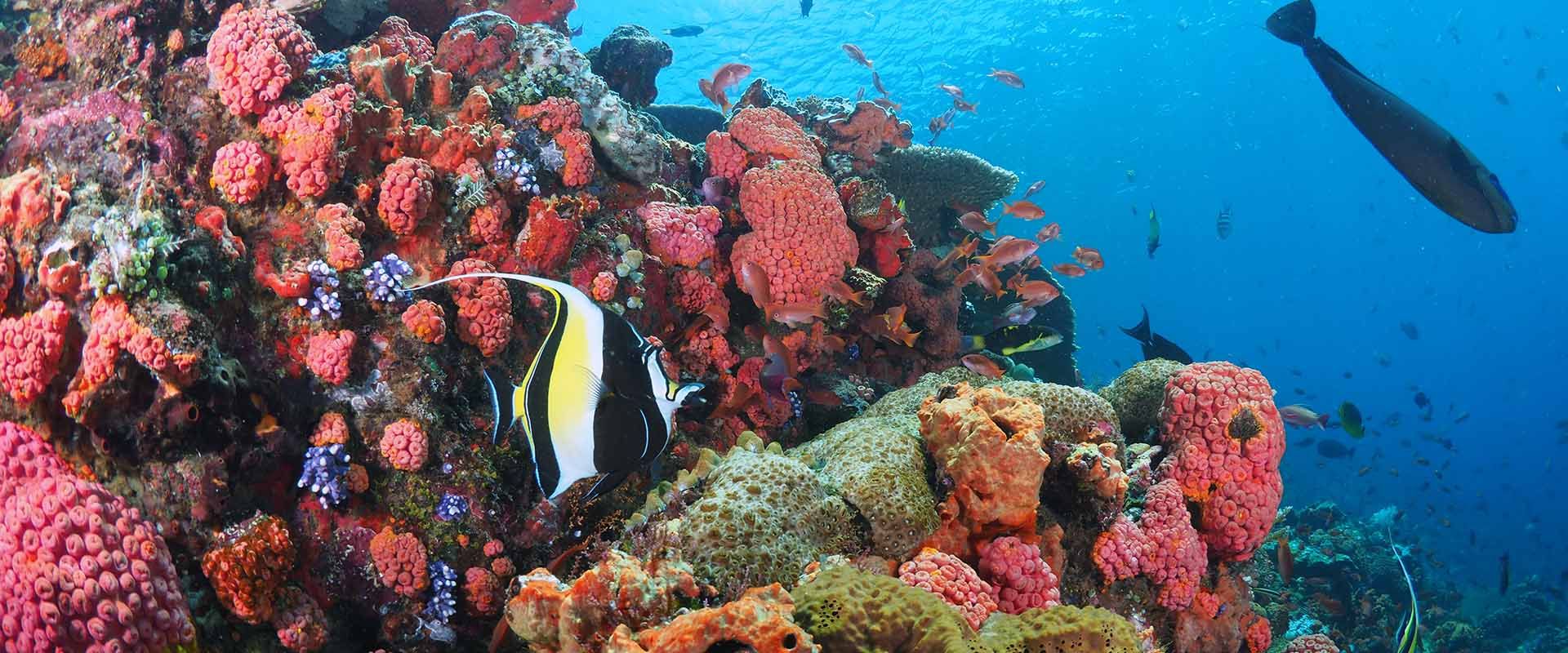 Buceo vida a bordo en Castle Rock