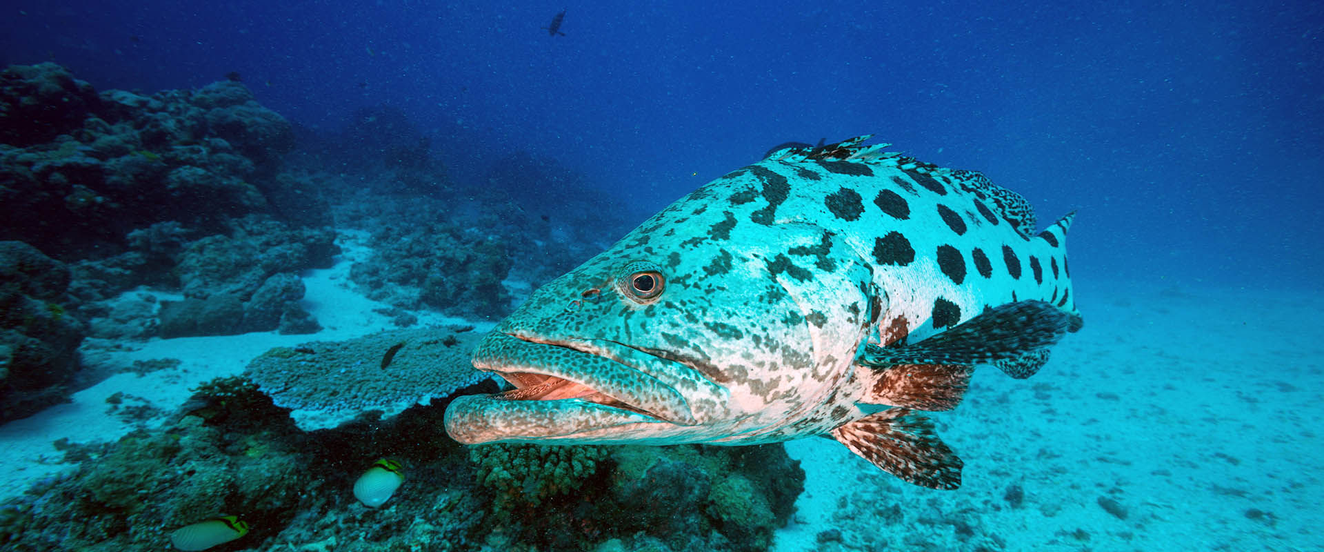 Bacalhau Hole Liveaboard Mergulho