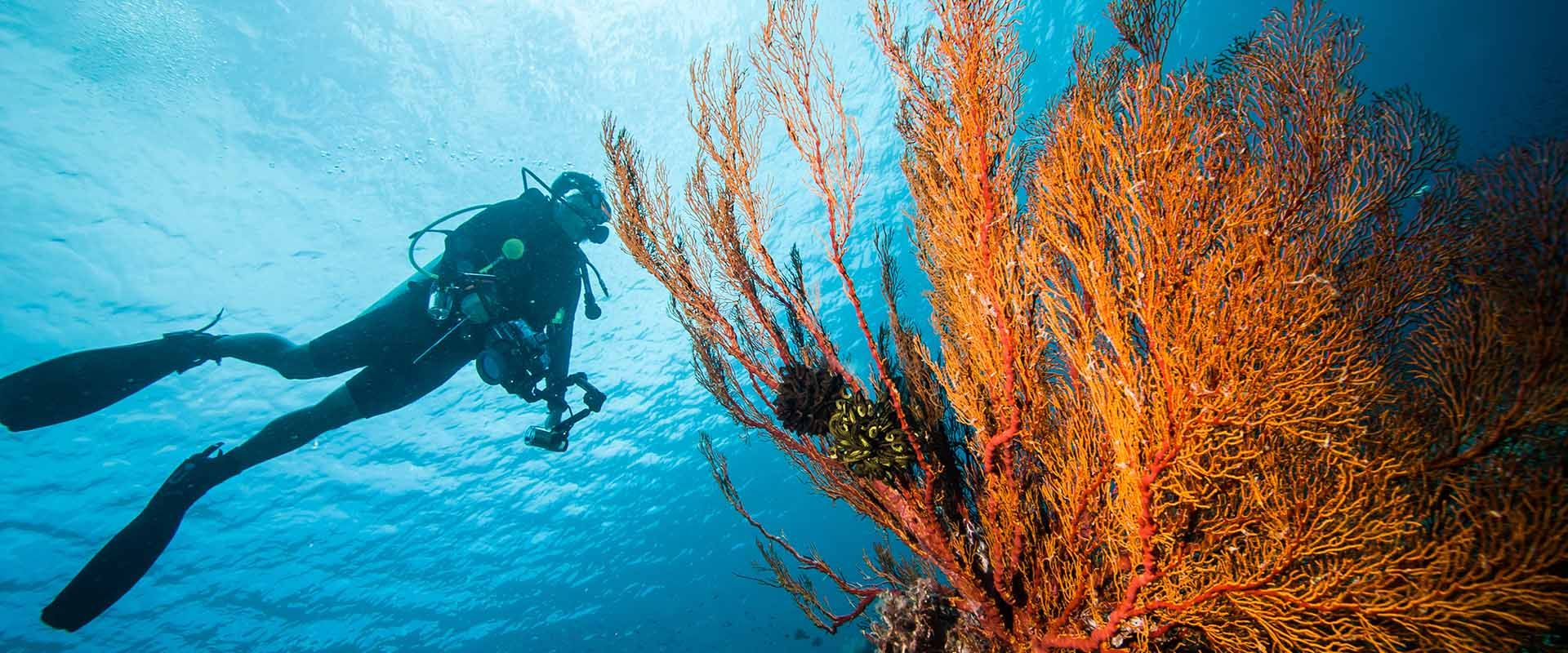 Derawan 船宿潜水