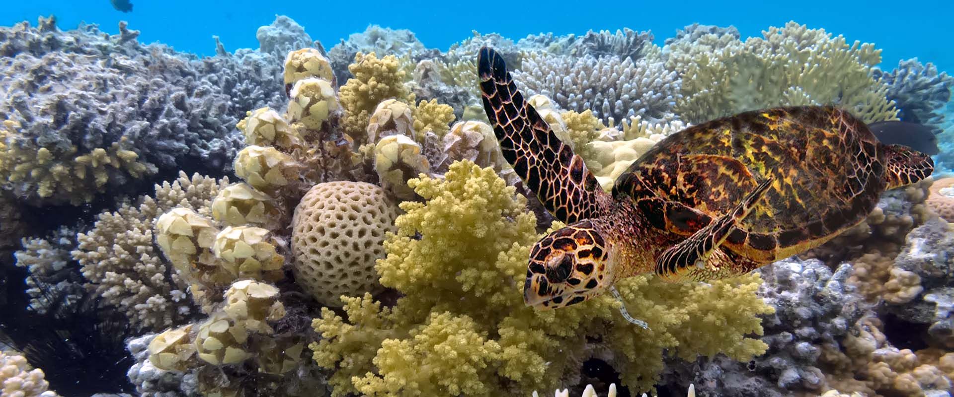 Flynn Reef Crociere subacquee