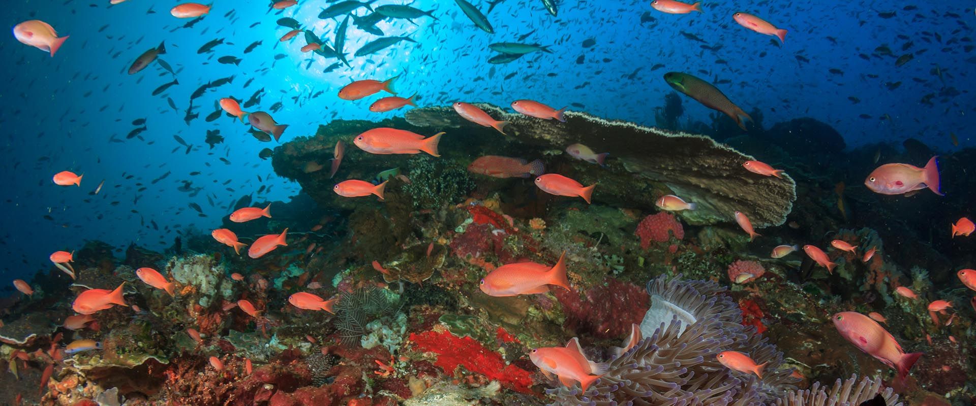Milln Reef Liveaboard Duiken