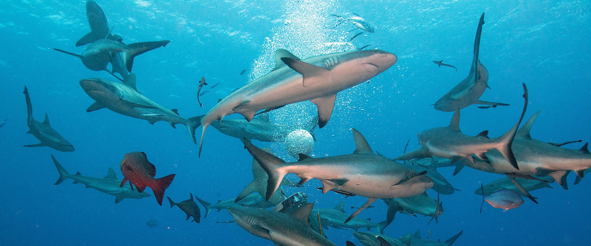 Blu Ray Sky Sharks Amazon Prime Deep Blue Sea: 3-Film Collection