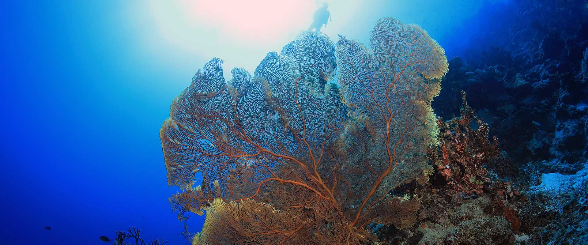 Osprey Reef ダイブクルーズ