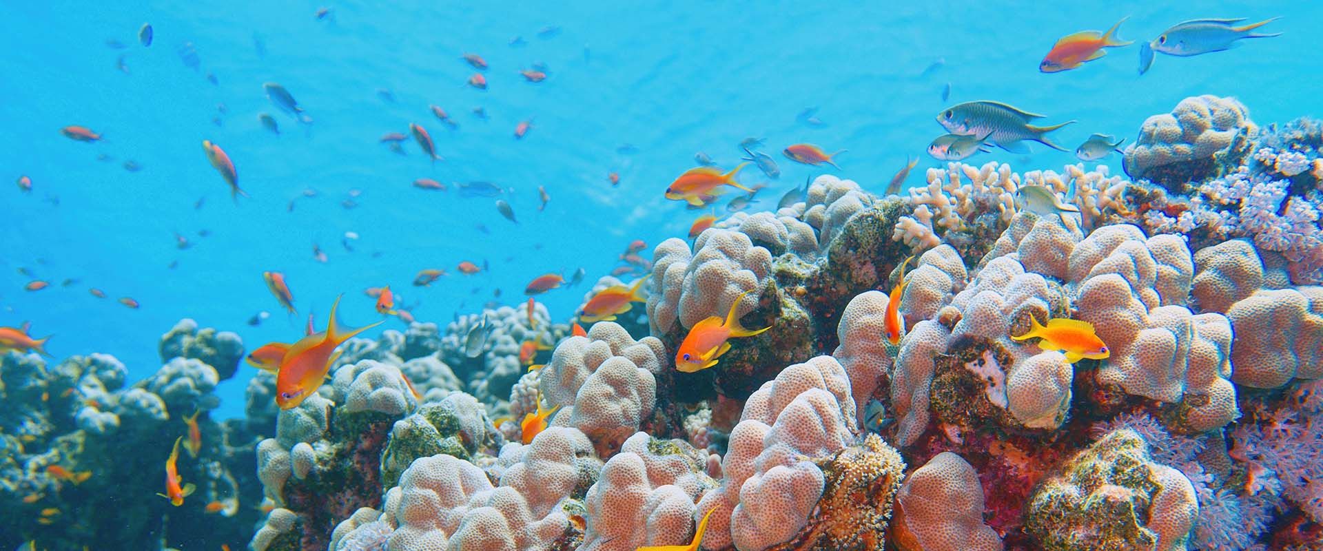 Liveaboards in Rowley Shoals, Australia