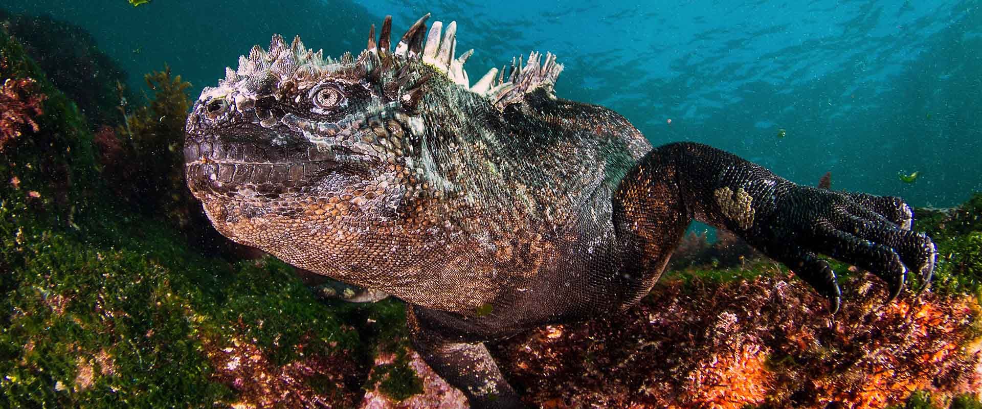 Cabo Douglas Liveaboard Duiken