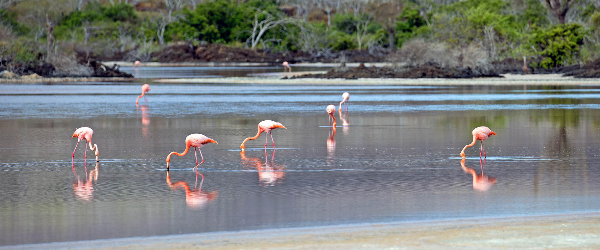 Tauchsafari Punta Carrion