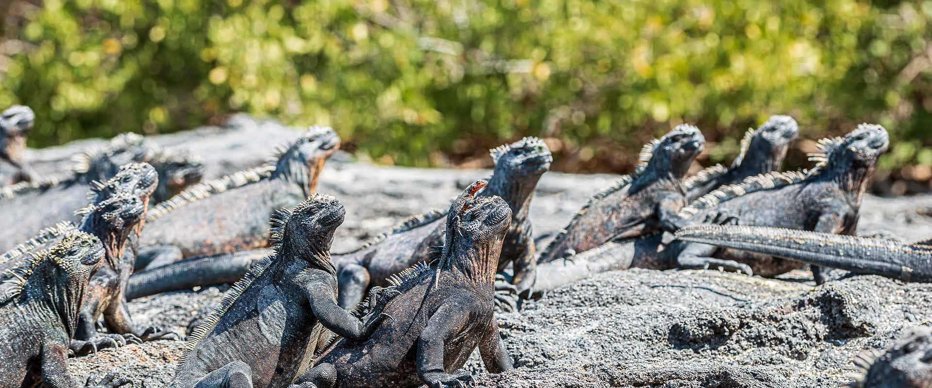 フェルナンディーナ島, ガラパゴス諸島の42アドベンチャークルーズ 