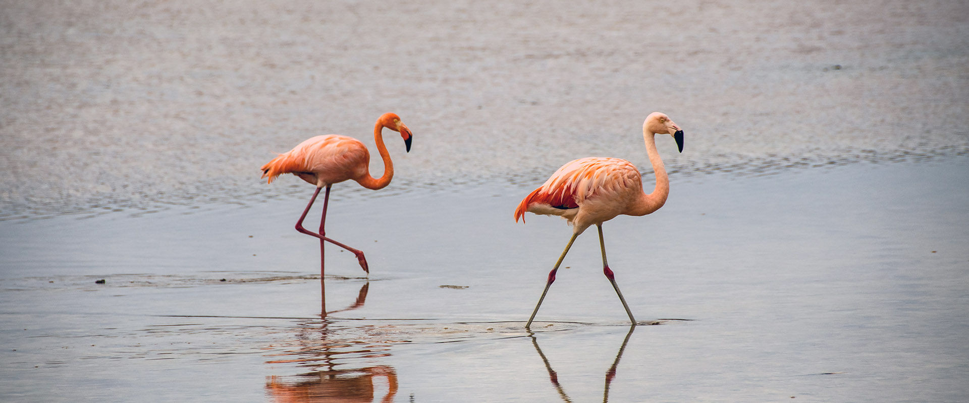 Cruzeiros na Ilha Floreana