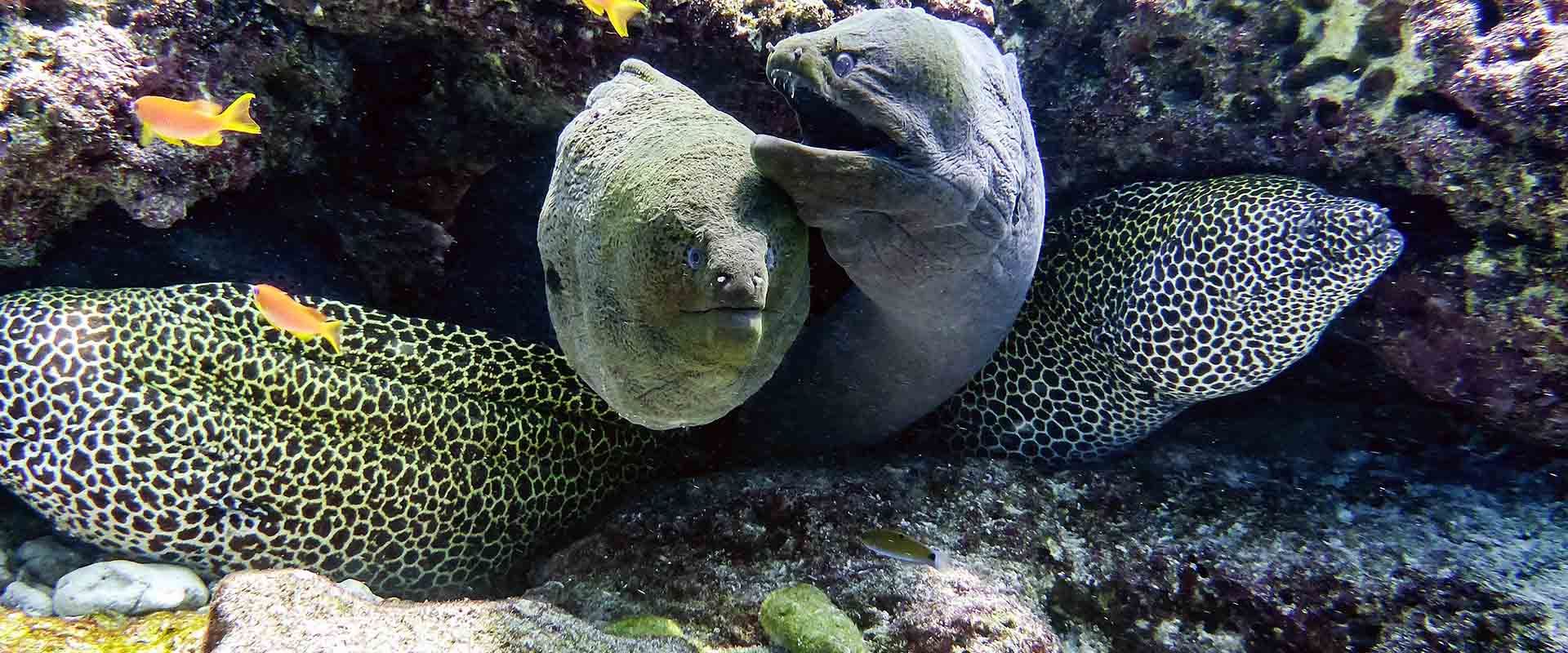 Laamu Liveaboard Duiken