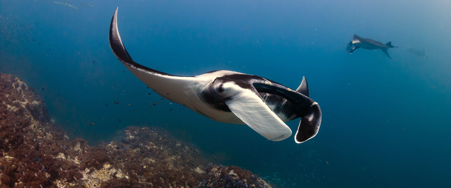 Thaa Atoll Liveaboard Duiken