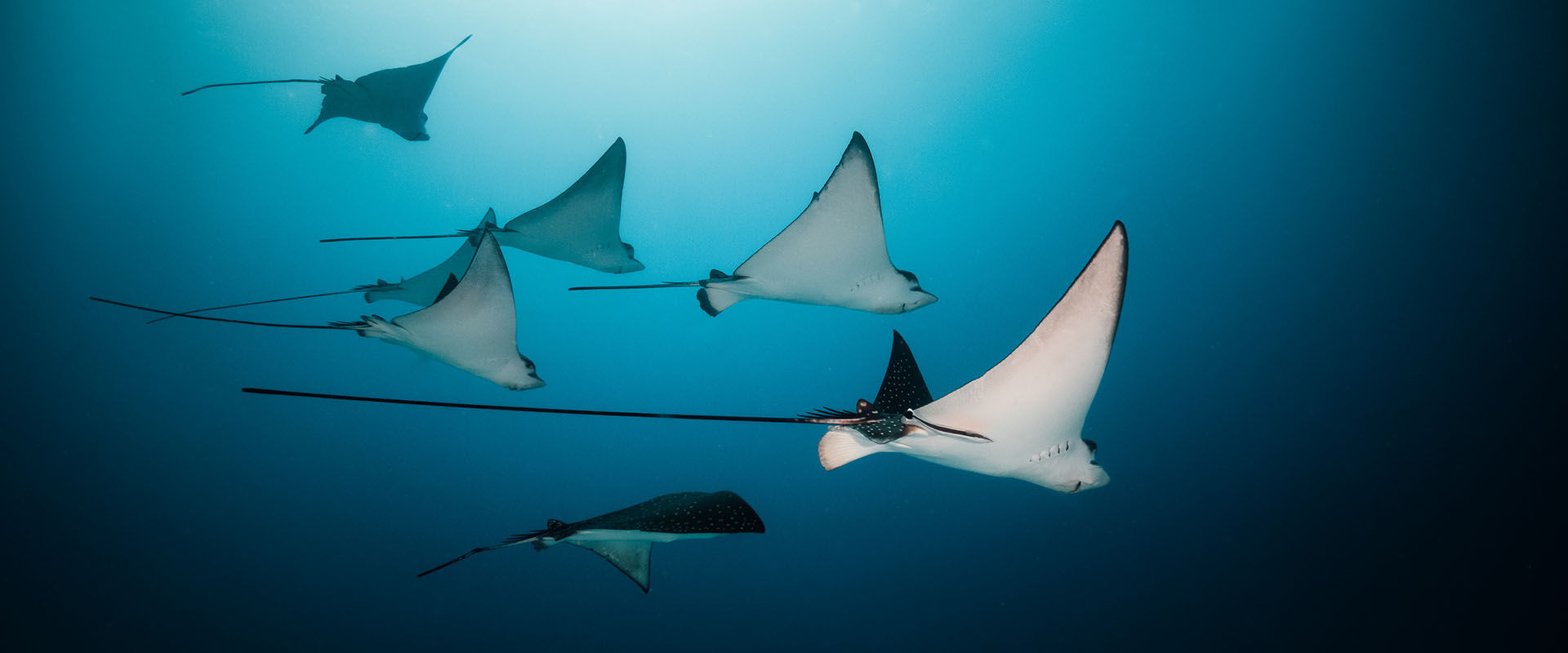 Meemu Atoll Liveaboard Duiken