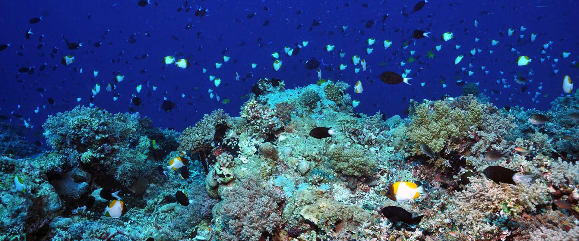Apo Reef Crociere Subacquee