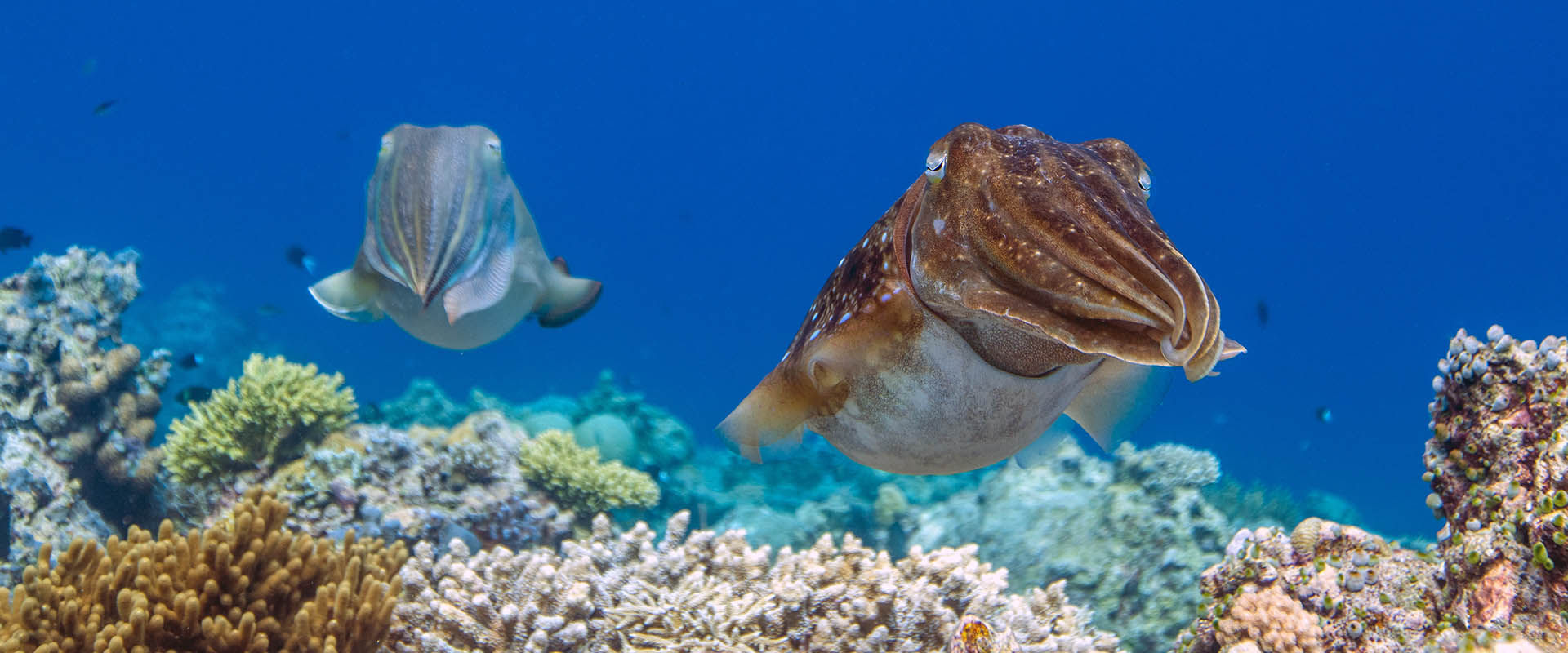 Kimud Shoal Crociere Subacquee