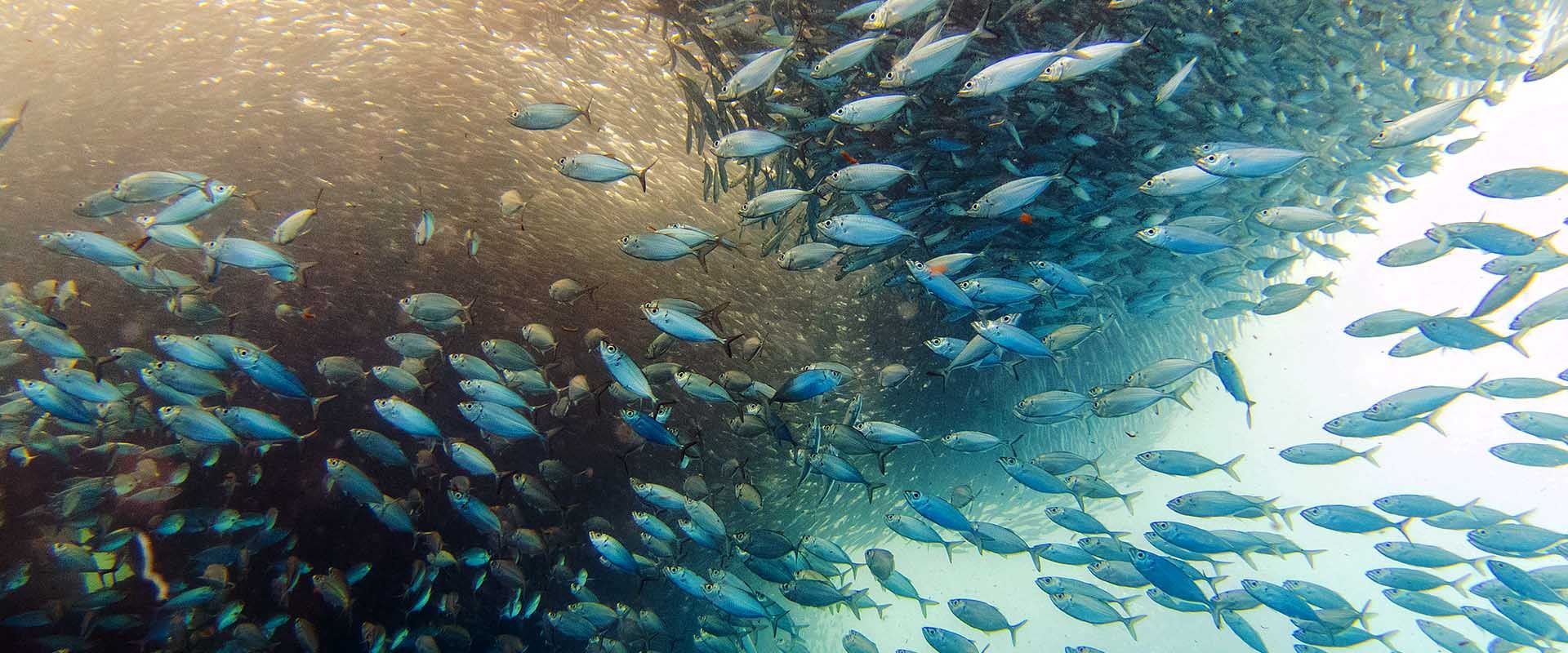 Moalboal Liveaboard duiken