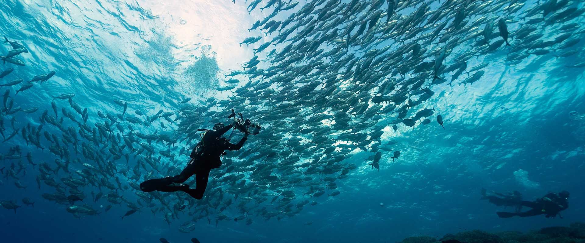 スールー海ダイブクルーズ ダイビング