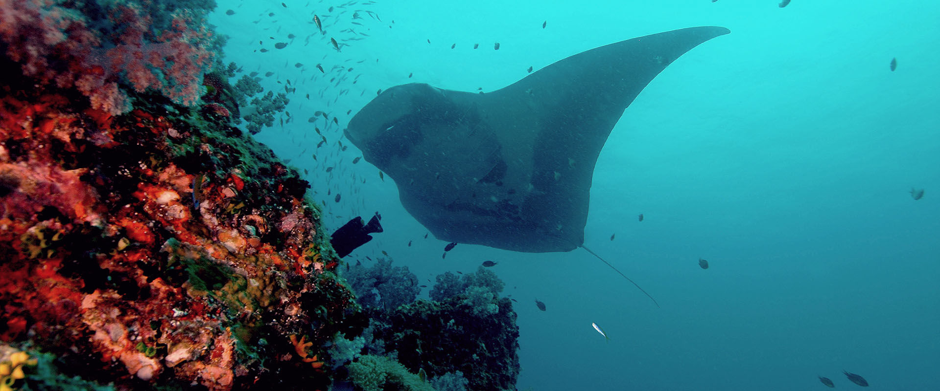 Koh Lanta Liveaboard Diving