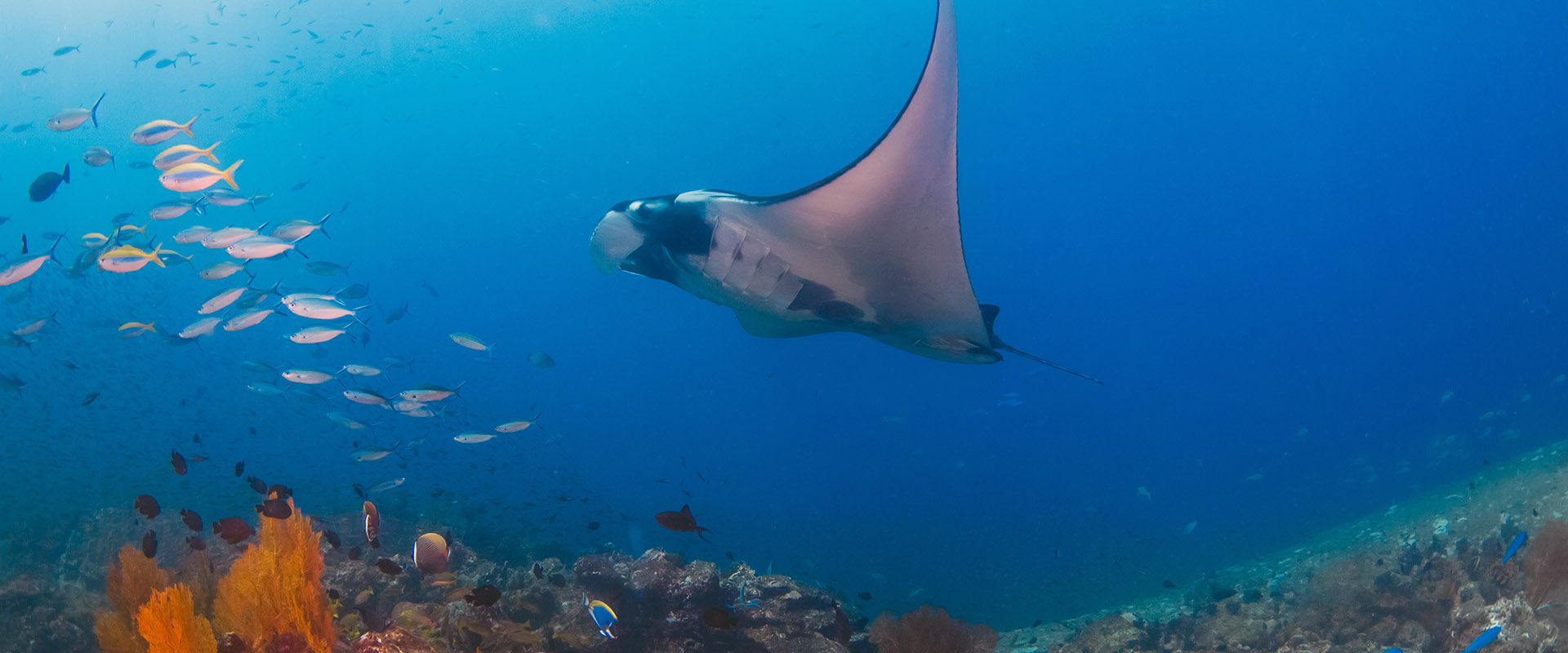 Koh Tachai Crociere Subacquee