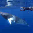 Marine Life - Spirit of Freedom
