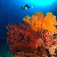 Marine Life - Spirit of Freedom