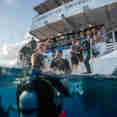 Diving