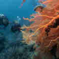 Diving