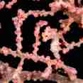 Pygmy Seahorse