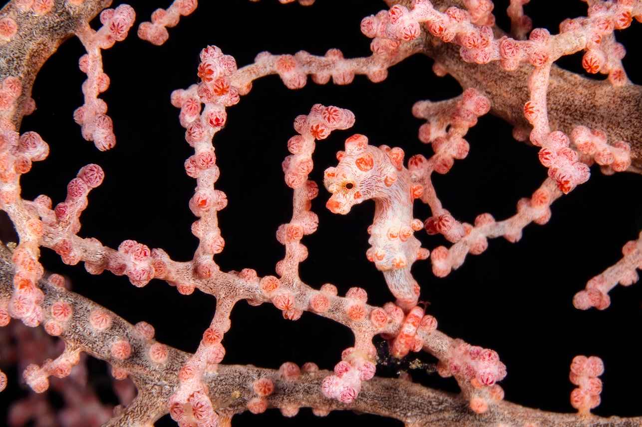 Pygmy Seahorse
