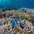 Hard Corals in Raja Ampat