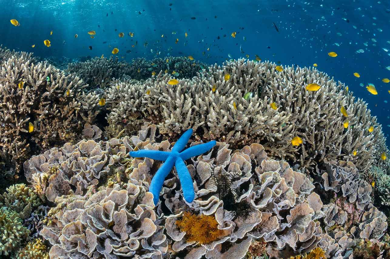 Hard Corals in Raja Ampat