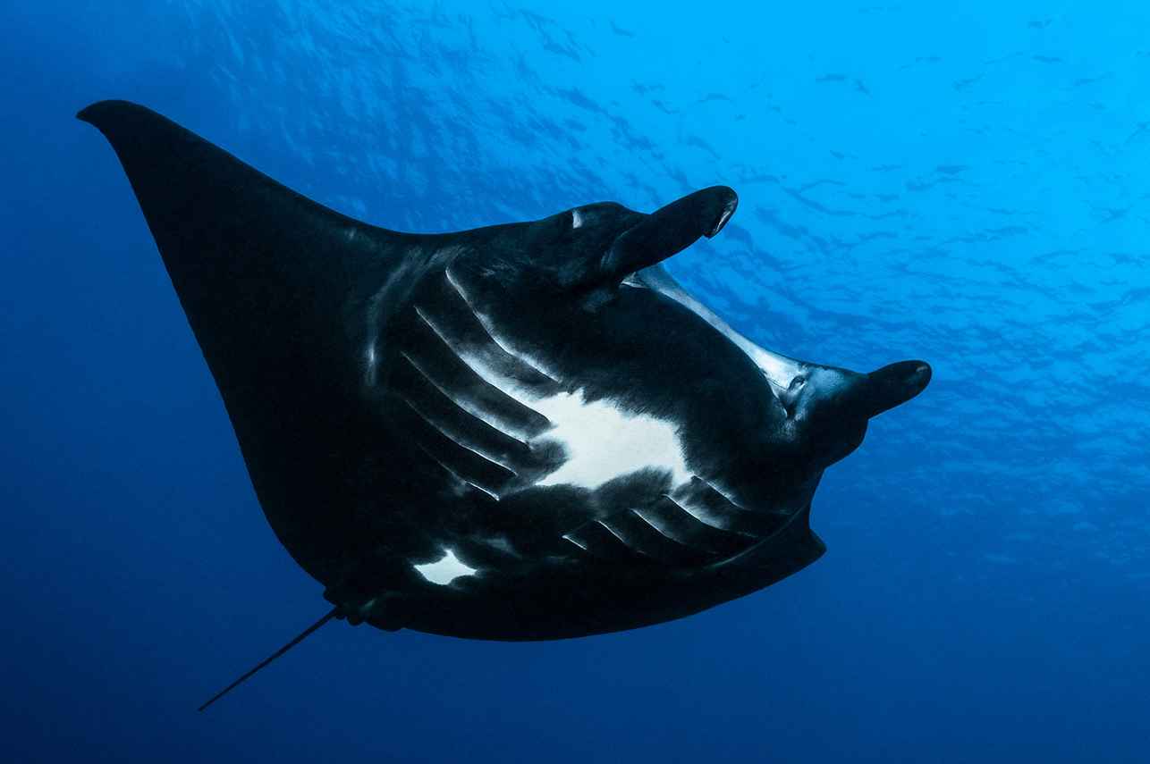 Oceanic Manta Ray in Raja Ampat