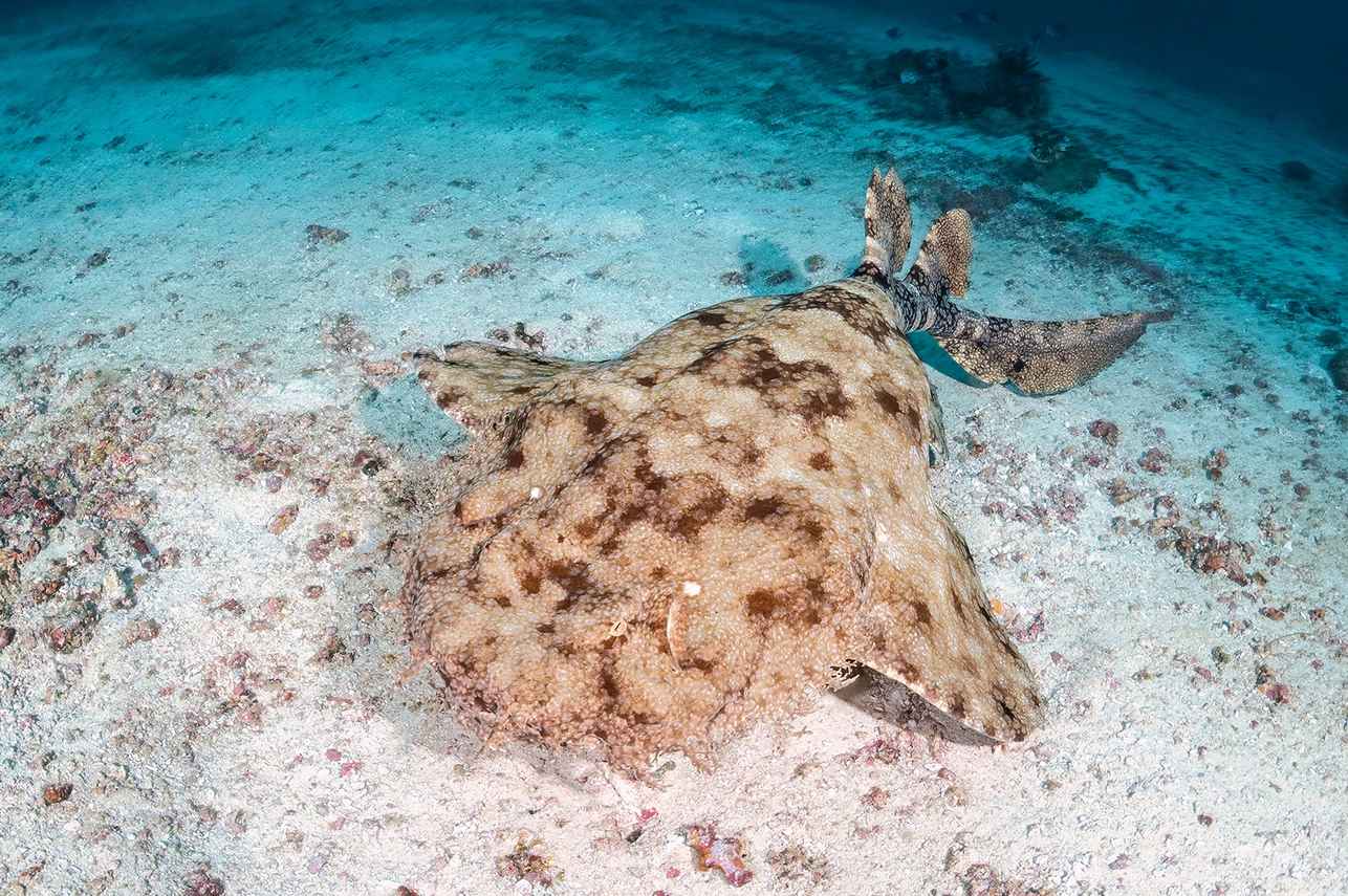 Wobbegong in Raja Ampat