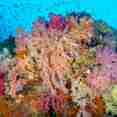 Soft Coral in Raja Ampat