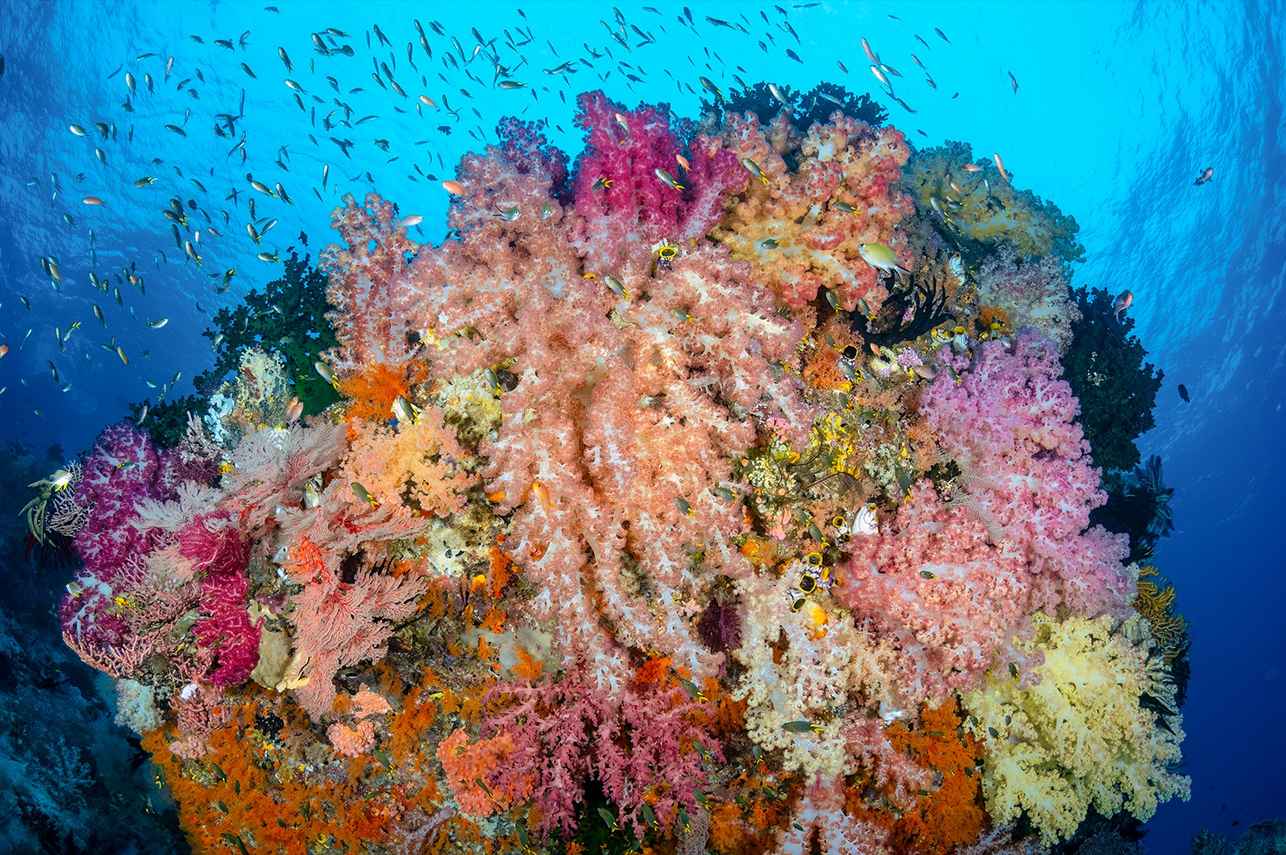 Soft Coral in Raja Ampat