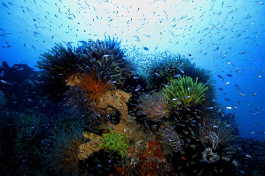 Diving the Komodo Islands