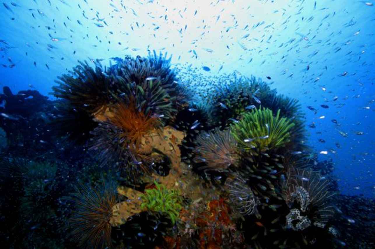 Diving the Komodo Islands
