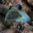 Onderwaterleven - Belize Aggressor III