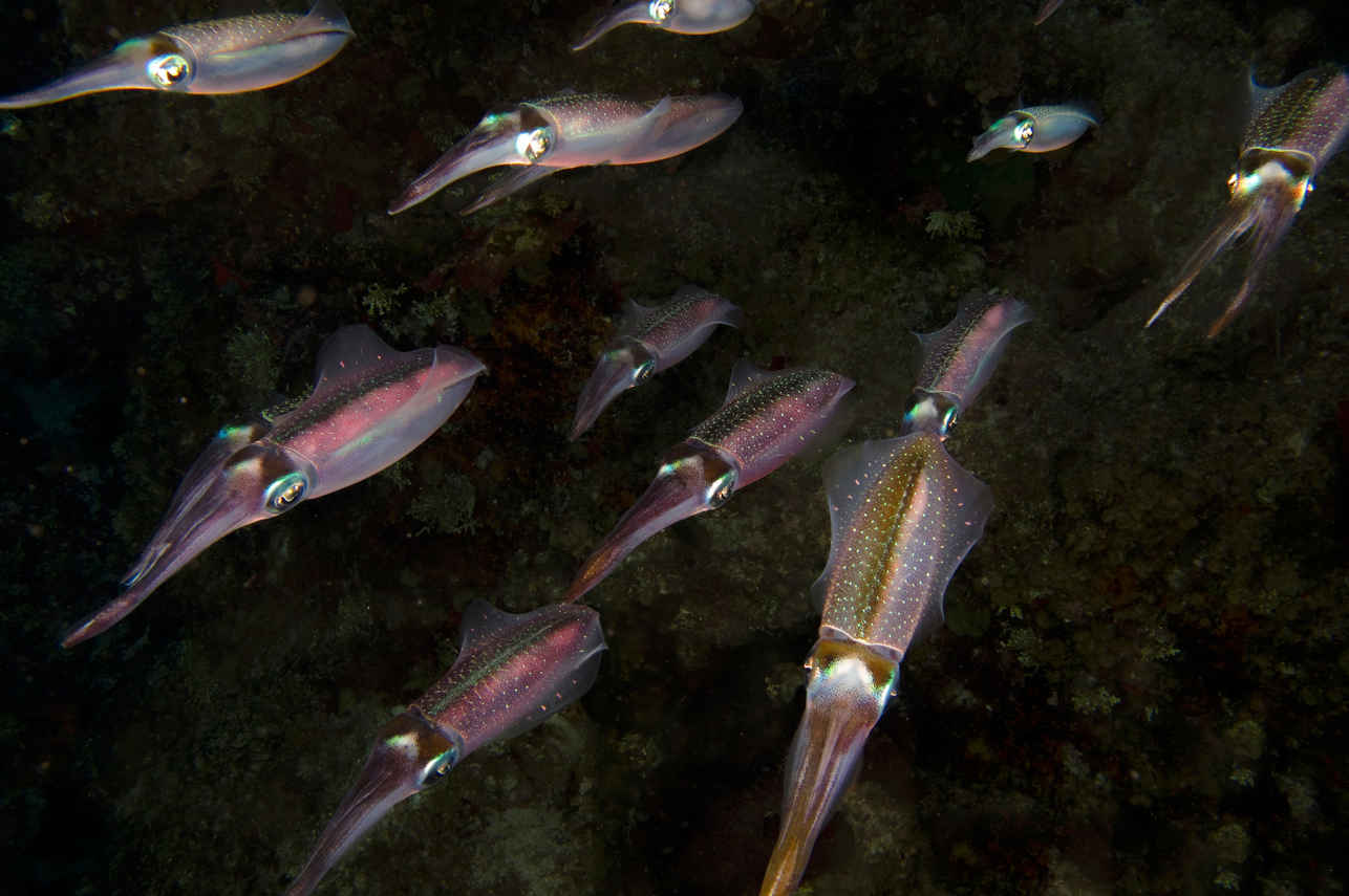 Onderwaterleven - Belize Aggressor III