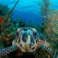 Onderwaterleven - Belize Aggressor III
