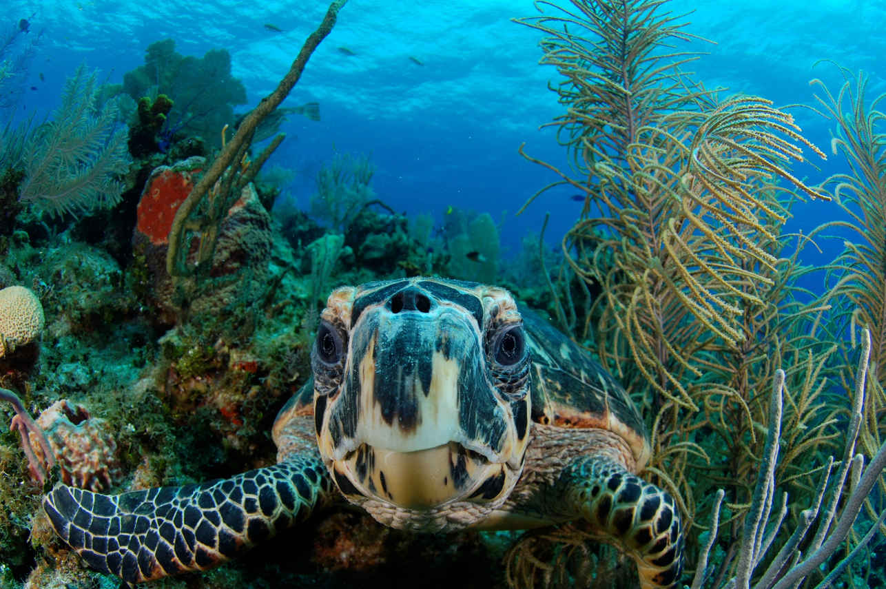 Onderwaterleven - Belize Aggressor III